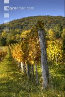 Vineyard autumn 2