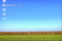 Vineyard autumn 4