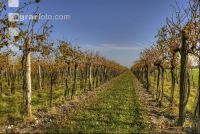 Vineyard autumn 7