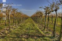 Vineyard autumn 9