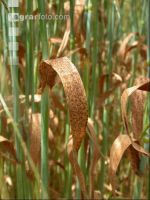Ramularia 1