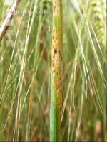 Ramularia 2