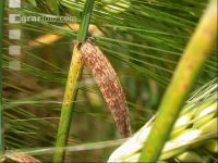 Ramularia 7