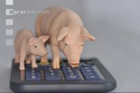 Finanzen Schweine 4