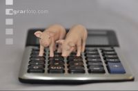 Finanzen Schweine 5