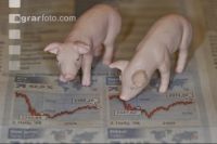Finanzen Schweine 6