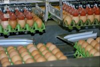 Eier Sortierung 19