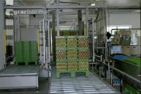 Eier Sortierung 11