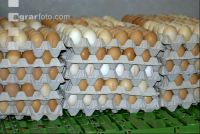 Eier Sortierung 12