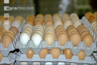 Eier Sortierung 13