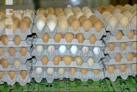 Eier Sortierung 14