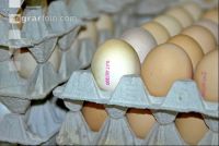 Eier Sortierung 15