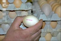 Eier Sortierung 16