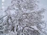 Schnee 7