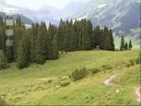 Bergwald 1