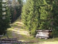 Bergwald 5