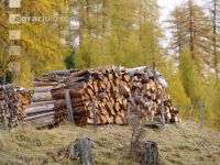Bergwald 7