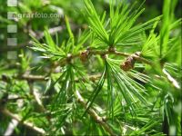 Larch needle 2