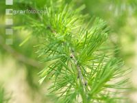 Larch needle 1