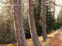 Larch 4