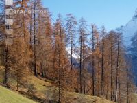 Larch 1