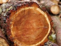 Larch wood