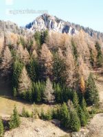Bergwald 8
