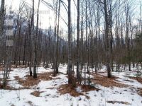 Erlenwald 2