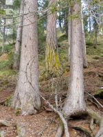 Bergwald 9