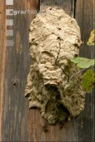 Hornissennest 3