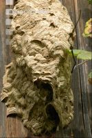 Hornissennest 4