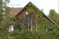 Hornissennest 2