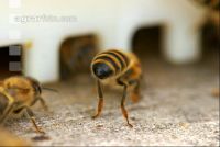 Biene vor Flugloch 3