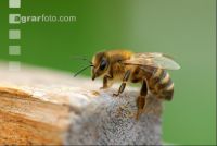Biene vor Flugloch 5