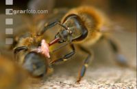 Biene vor Flugloch 6