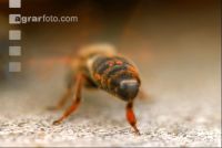 Biene vor Flugloch 7