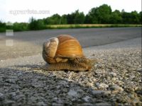 Weinbergschnecke 1