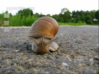 Weinbergschnecke 2