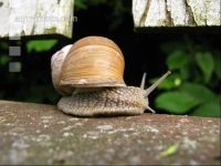 Weinbergschnecke 3