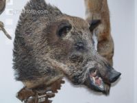 Wildschwein