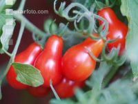 Cocktailtomate rot