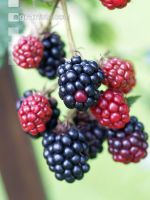 Brombeeren 2