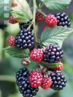 Brombeeren 3