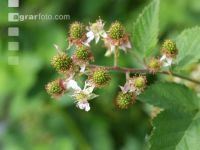 Brombeere Blüte 6