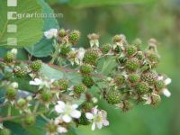 Brombeere Blüte 5
