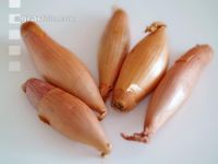 Schalotte 2