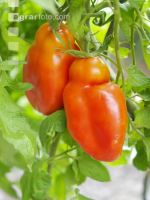 Eiertomate