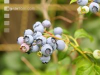 Kulturheidelbeeren 2