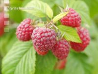 Himbeeren 8