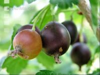 Jostabeeren 1